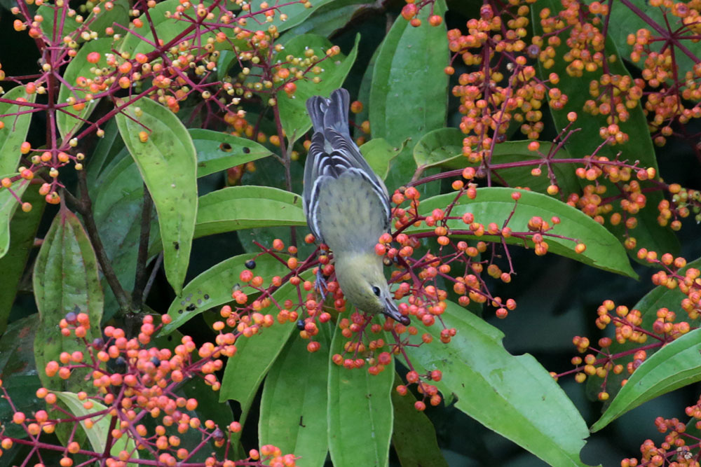 Bay-breasted Warbler